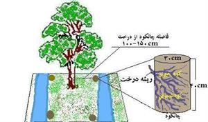 نحوه اجرای چالکوددرباغات میوه