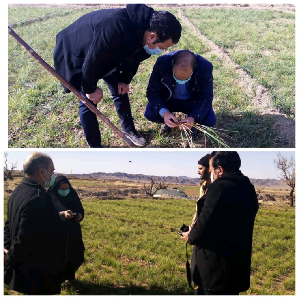 پایش ورصد بیماری پوسیدگی باکتریایی مزارع زعفران شهرستان