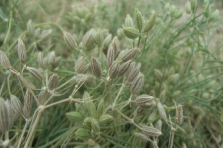 آغاز وجین علف های هرز مزارع زیره در شهرستان فردوس