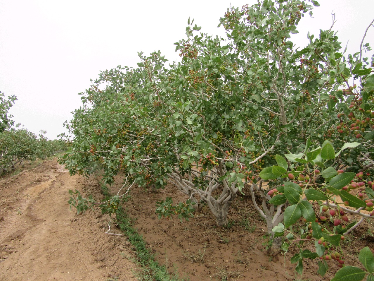 نکاتی که باغداران وپسته کاران محترم باتوجه به بارندگیهای اخیرباید انجام دهند