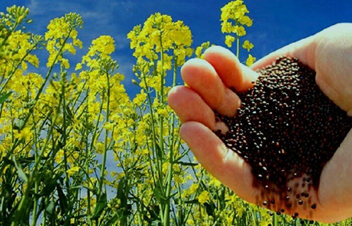 کشت کلزشیوه ای مناسب برای تنوع محصول واصلاح خاک