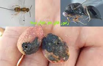 هشدارافزایش جمعیت زنبورسیاه مغزخوار پسته