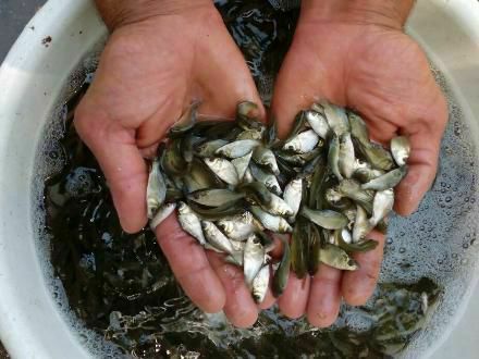 قابل توجه دارندگان استخر ذخیره آب کشاورزی وعلاقمندبه پرورش ماهی